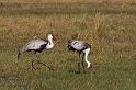 027 Botswana, Okavango Delta, lelkraanvogel